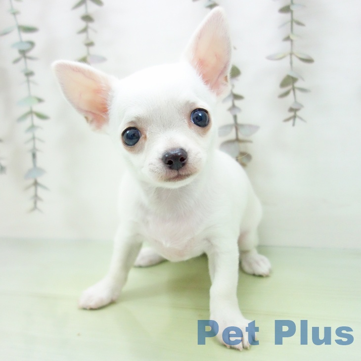 三重県のチワワ(ロング) (ペットプラス 津南店/2025年10月9日生まれ/女の子/ホワイトクリーム)の子犬の1枚目の画像