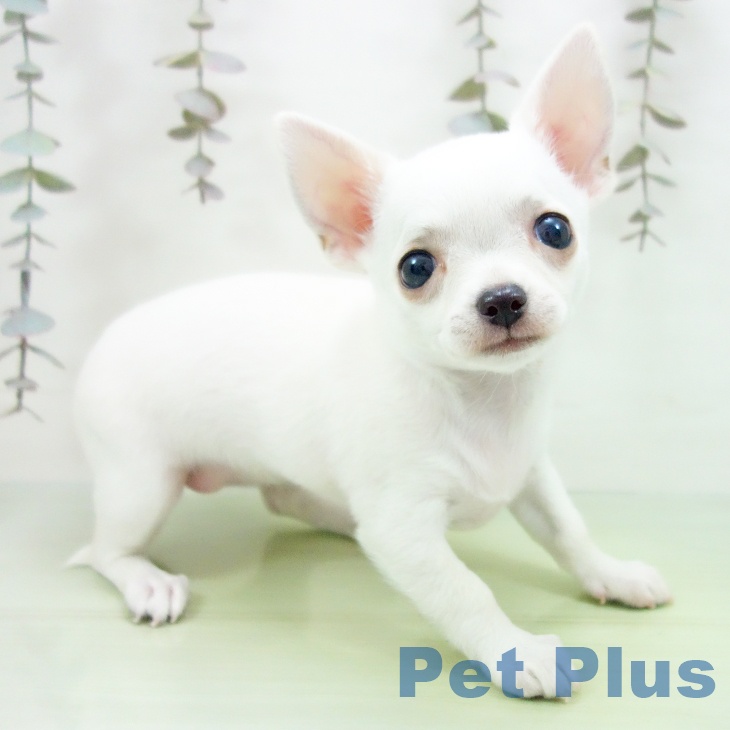 三重県のチワワ(ロング) (ペットプラス 津南店/2025年10月9日生まれ/女の子/ホワイトクリーム)の子犬の2枚目の画像