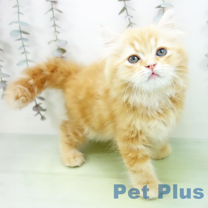 鹿児島県のスコティッシュフォールド (ペットプラス 姶良店/2025年10月9日生まれ/男の子/レッドタビー)の子猫