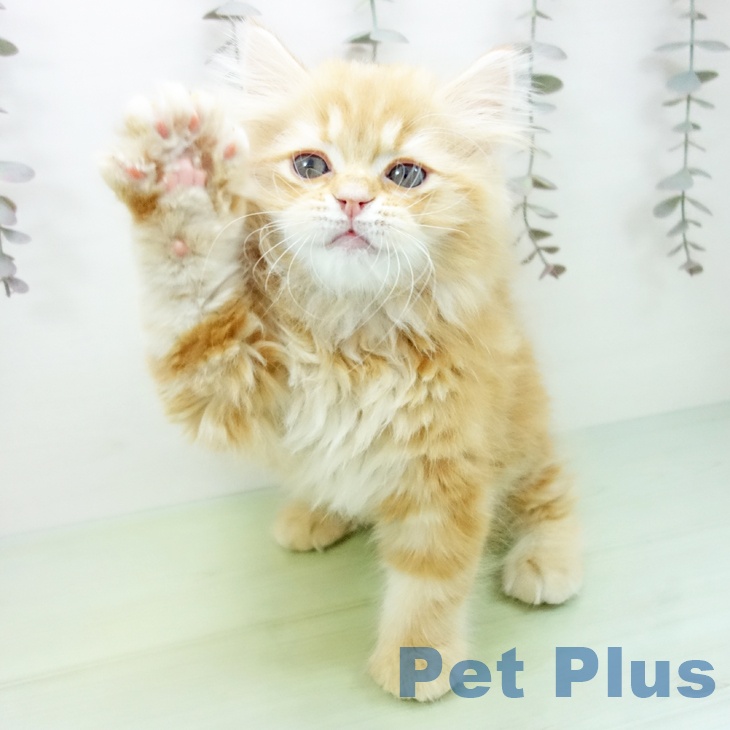 スコティッシュフォールド