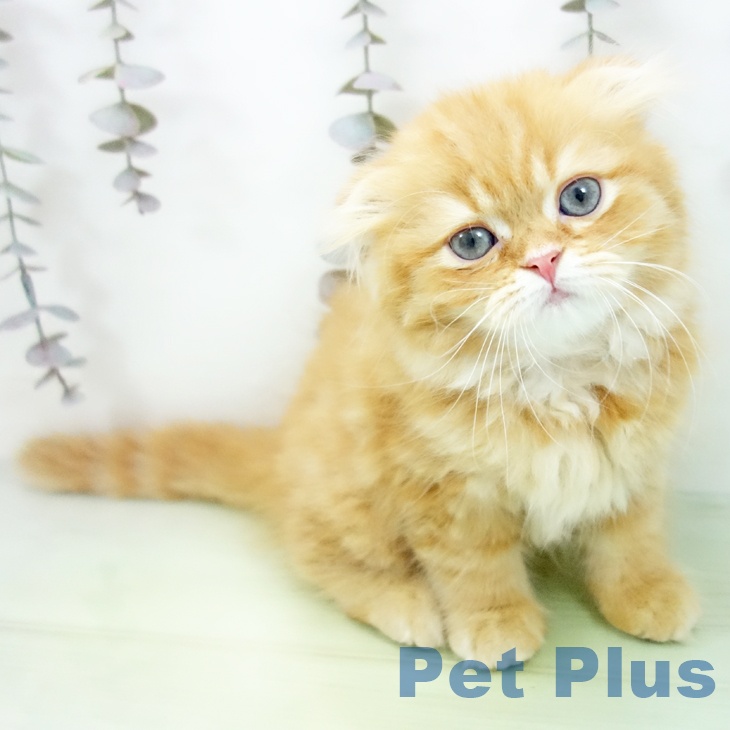 スコティッシュフォールド