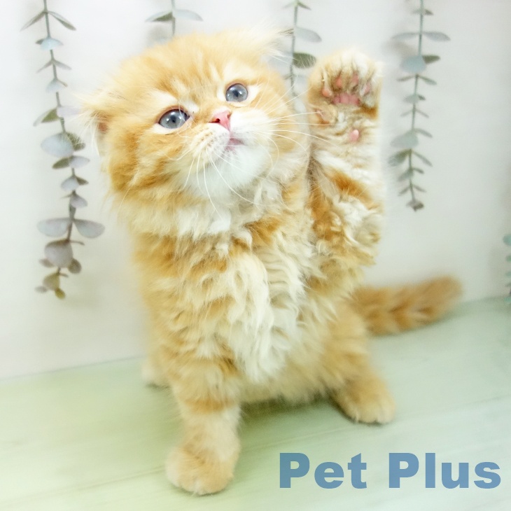 スコティッシュフォールドの写真2