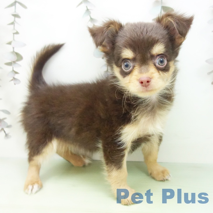 富山県のチワワ(ロング) (ペットプラス 高岡店/2025年10月10日生まれ/男の子/チョコレートタン)の子犬の1枚目の画像