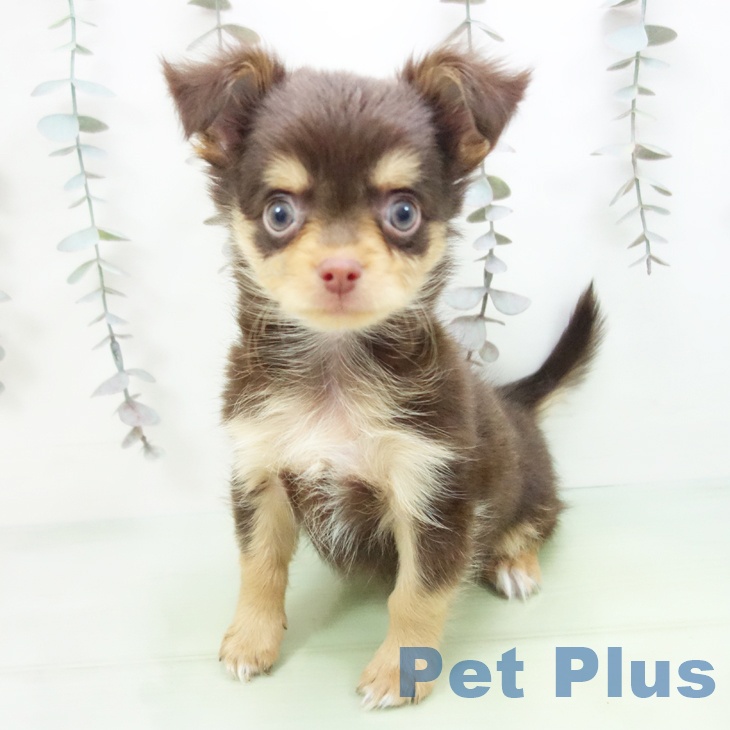 富山県のチワワ(ロング) (ペットプラス 高岡店/2025年10月10日生まれ/男の子/チョコレートタン)の子犬の2枚目の画像