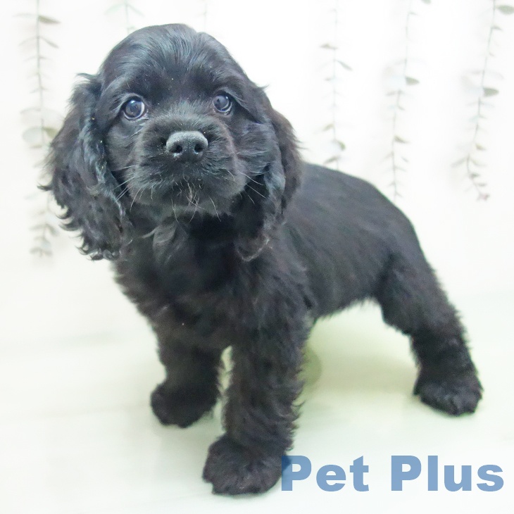 愛知県のアメリカンコッカースパニエル (ペットプラス みなと店/2025年10月10日生まれ/男の子/ブラック)の子犬の1枚目の画像