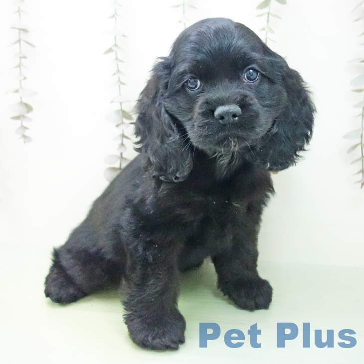 愛知県のアメリカンコッカースパニエル (ペットプラス みなと店/2025年10月10日生まれ/男の子/ブラック)の子犬の2枚目の画像