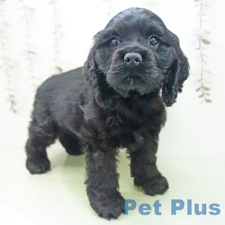 石川県のアメリカンコッカースパニエル (ペットプラス 白山店/2025年10月10日生まれ/男の子/ブラック)の子犬の1枚目の画像