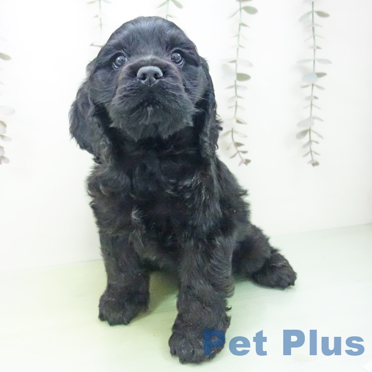 石川県のアメリカンコッカースパニエル (ペットプラス 白山店/2025年10月10日生まれ/男の子/ブラック)の子犬の2枚目の画像