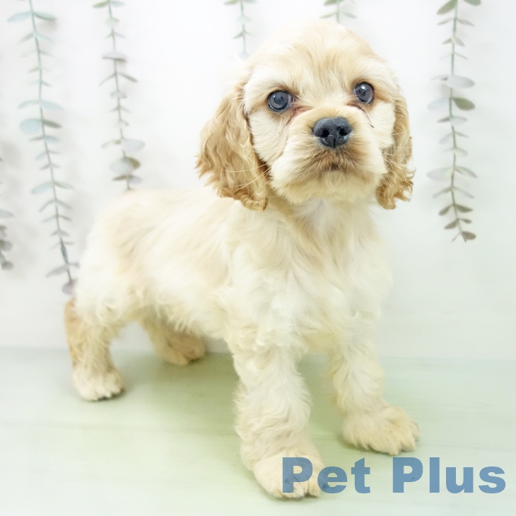 アメリカン・コッカー・スパニエル