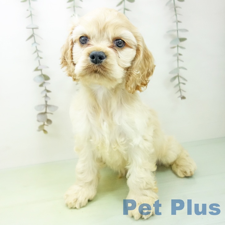 アメリカン・コッカー・スパニエル