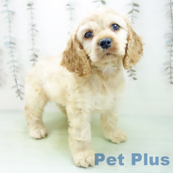 アメリカン・コッカー・スパニエル