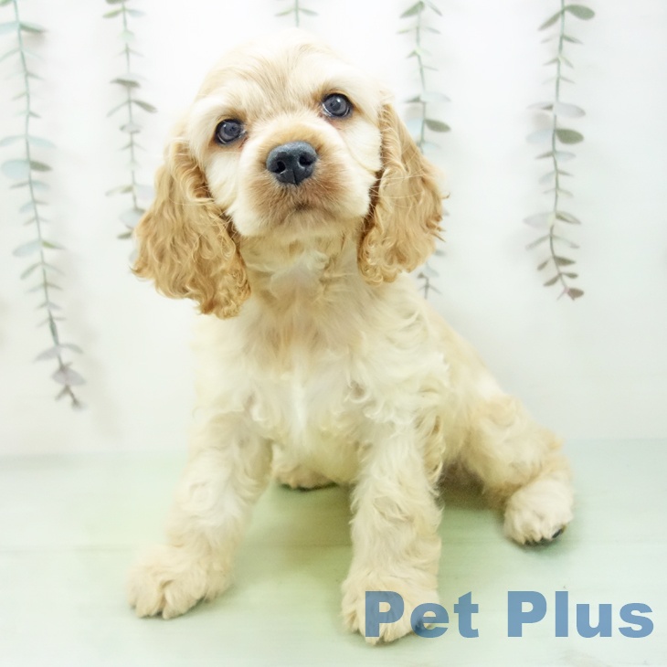 アメリカン・コッカー・スパニエル