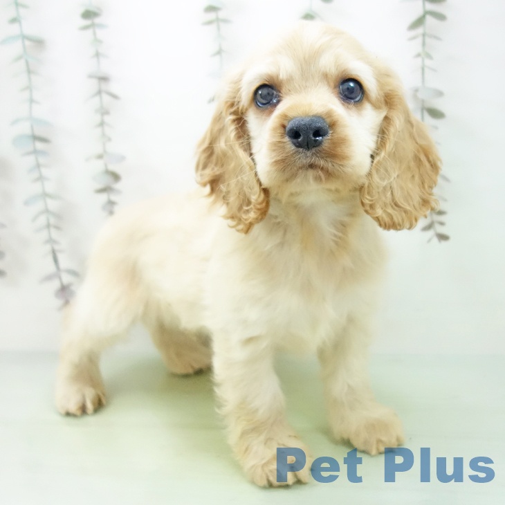 富山県のアメリカンコッカースパニエル (ペットプラス 高岡店/2025年10月10日生まれ/男の子/バフ)の子犬の1枚目の画像