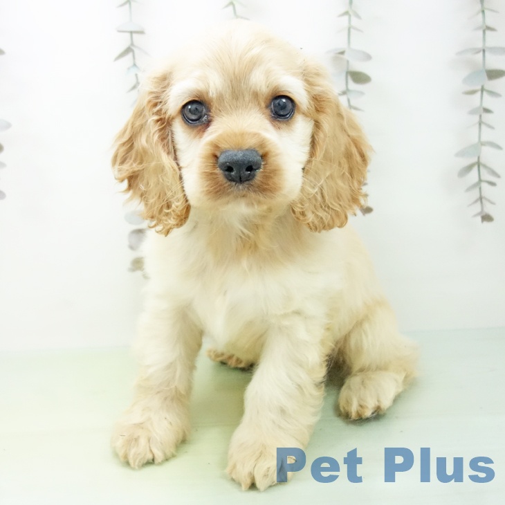 富山県のアメリカンコッカースパニエル (ペットプラス 高岡店/2025年10月10日生まれ/男の子/バフ)の子犬の2枚目の画像