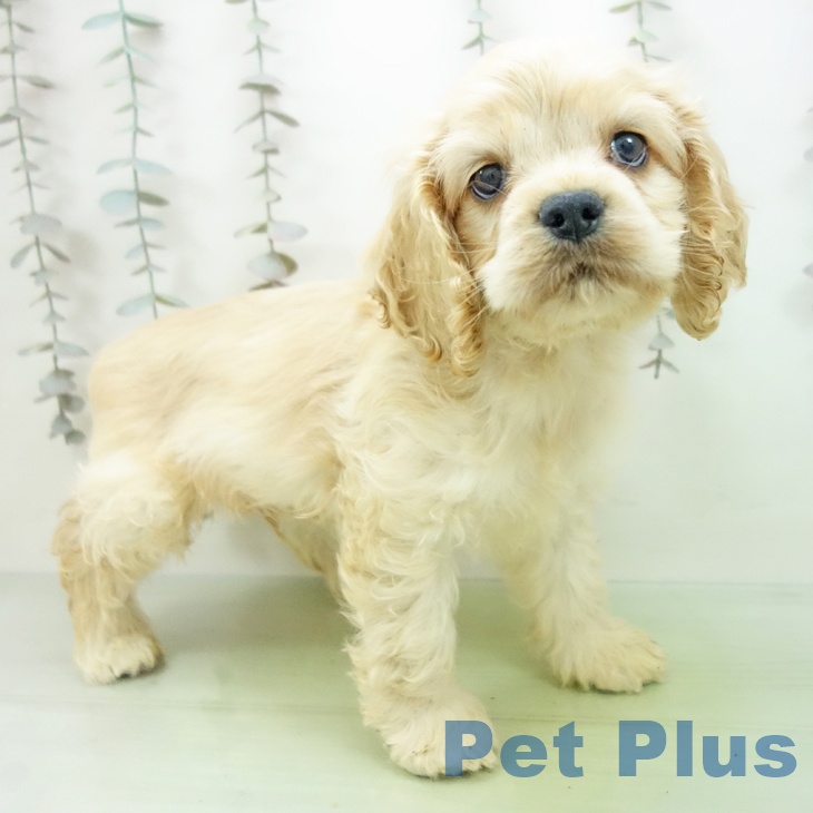 アメリカン・コッカー・スパニエル