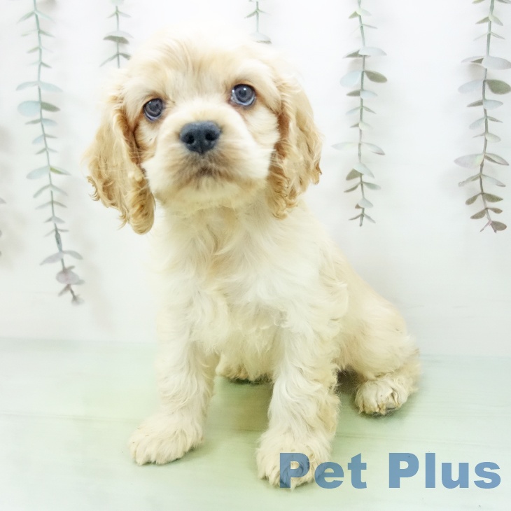 アメリカン・コッカー・スパニエル