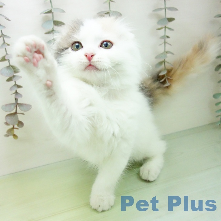 スコティッシュフォールド