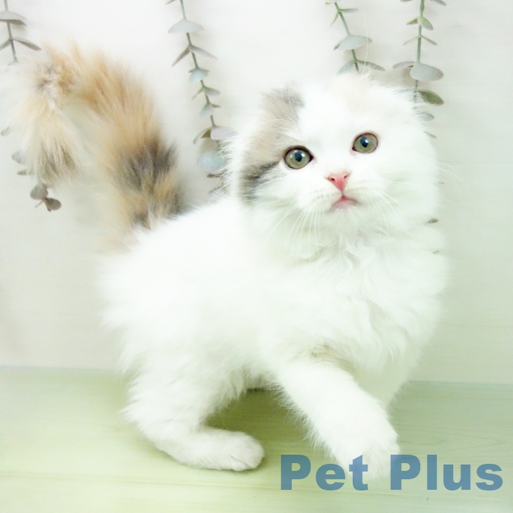 スコティッシュフォールド