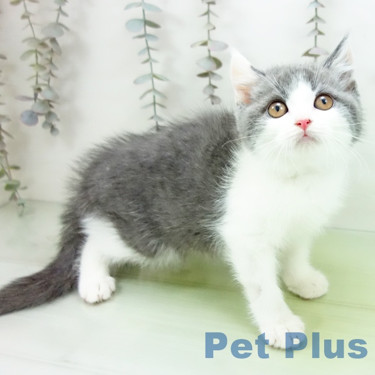 ブリティッシュショートヘア