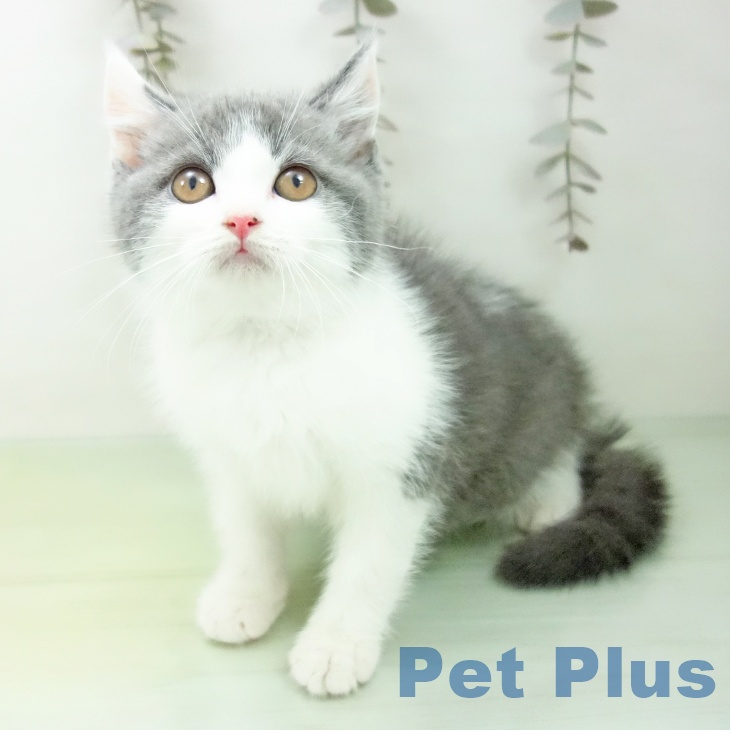 ブリティッシュショートヘアの写真2