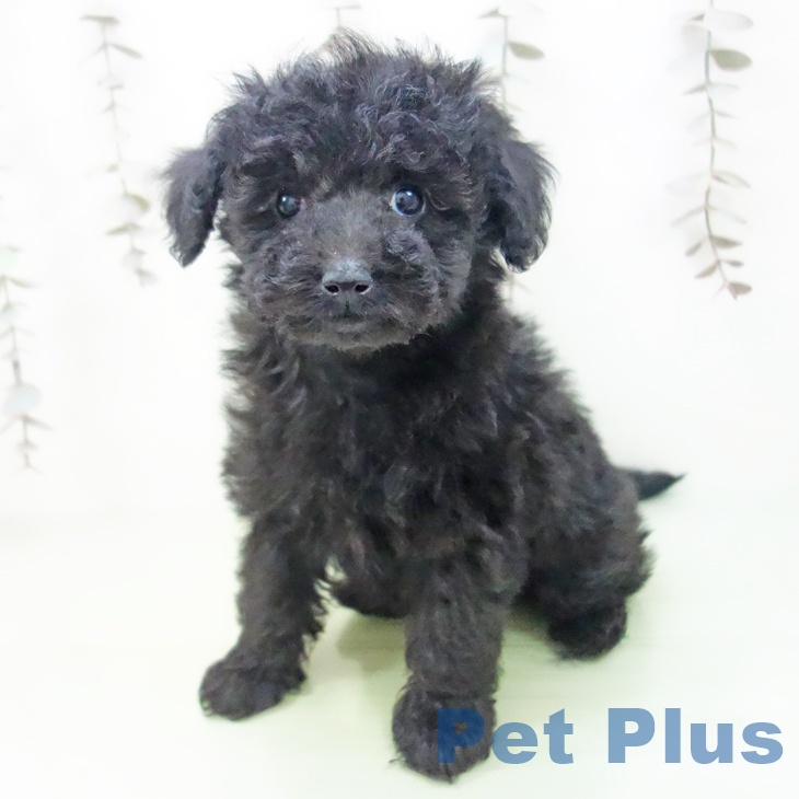 愛知県のトイプードル(トイ) (ペットプラス 千種店/2025年10月10日生まれ/男の子/ブラック)の子犬の1枚目の画像