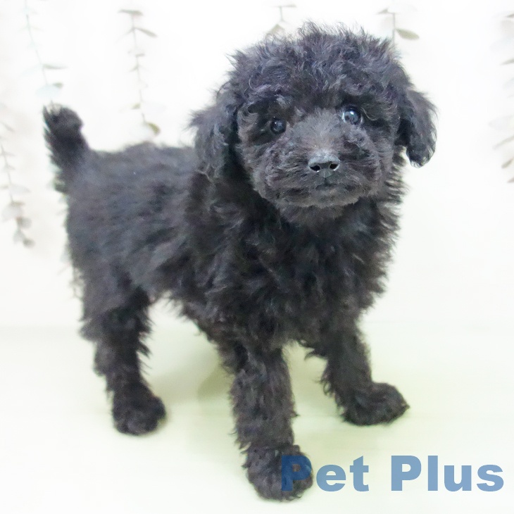 愛知県のトイプードル(トイ) (ペットプラス 千種店/2025年10月10日生まれ/男の子/ブラック)の子犬の2枚目の画像