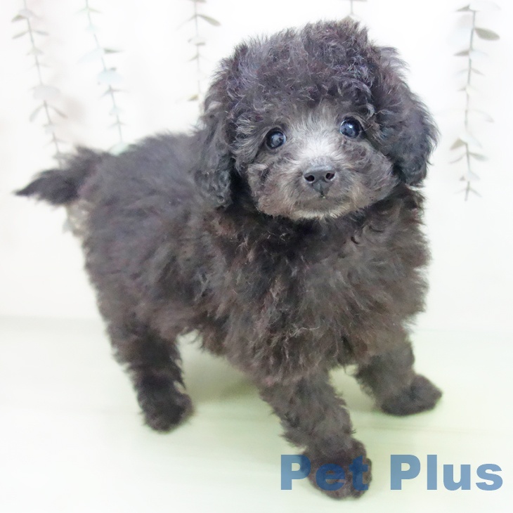 石川県のトイプードル(トイ) (ペットプラス 白山店/2025年10月10日生まれ/女の子/シルバー)の子犬の1枚目の画像