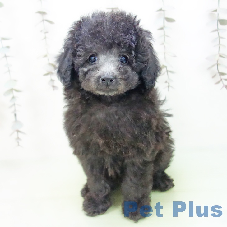 石川県のトイプードル(トイ) (ペットプラス 白山店/2025年10月10日生まれ/女の子/シルバー)の子犬の2枚目の画像