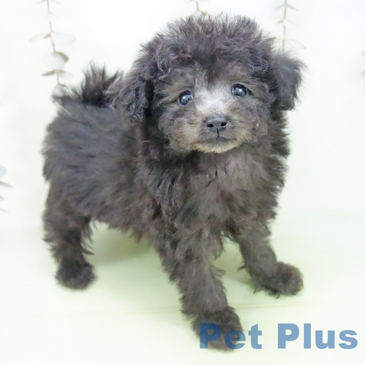 岐阜県のトイプードル(トイ) (ペットプラス 各務原店/2025年10月10日生まれ/女の子/シルバー)の子犬の1枚目の画像