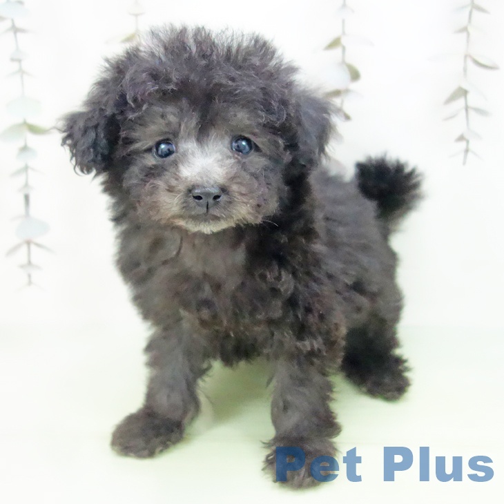 岐阜県のトイプードル(トイ) (ペットプラス 各務原店/2025年10月10日生まれ/女の子/シルバー)の子犬の2枚目の画像