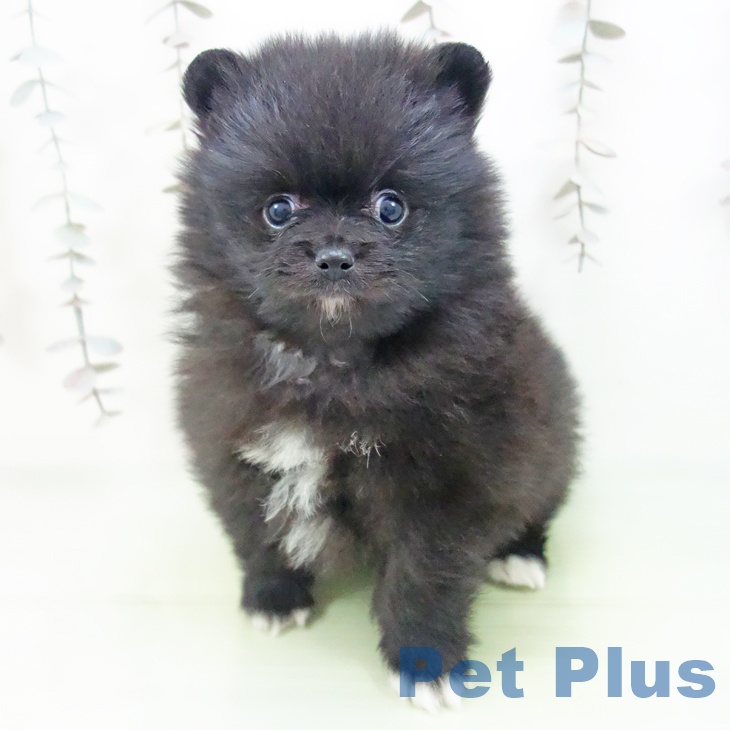 ポメラニアンの写真2