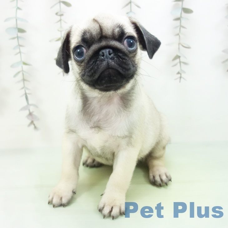 埼玉県のパグ (ペットプラス ららぽーと富士見店/2025年10月8日生まれ/男の子/フォーン)の子犬の1枚目の画像