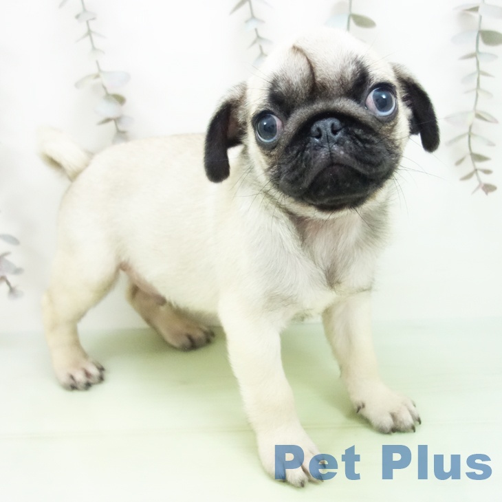 埼玉県のパグ (ペットプラス ららぽーと富士見店/2025年10月8日生まれ/男の子/フォーン)の子犬の2枚目の画像