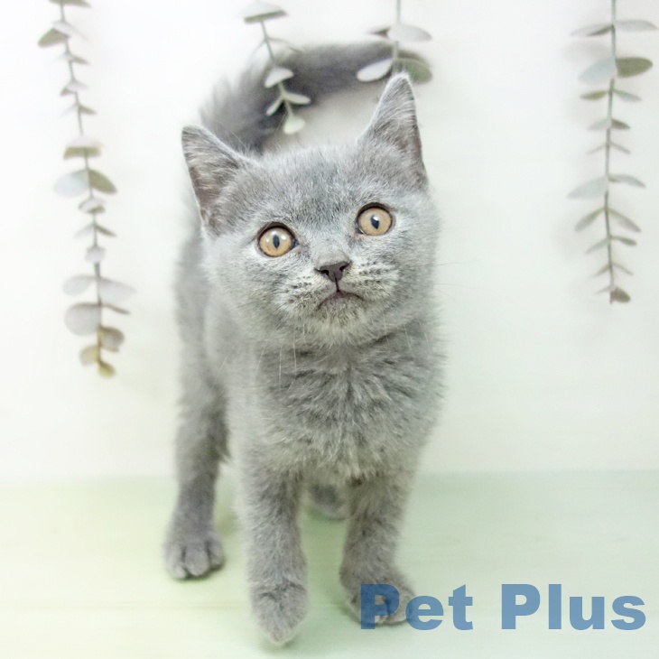 沖縄県のブリティッシュショートヘアー (ペットプラス 沖縄ライカム店/2025年9月29日生まれ/男の子/ブルー)の子猫の1枚目の画像