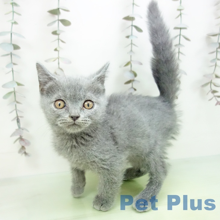 沖縄県のブリティッシュショートヘアー (ペットプラス 沖縄ライカム店/2025年9月29日生まれ/男の子/ブルー)の子猫の2枚目の画像