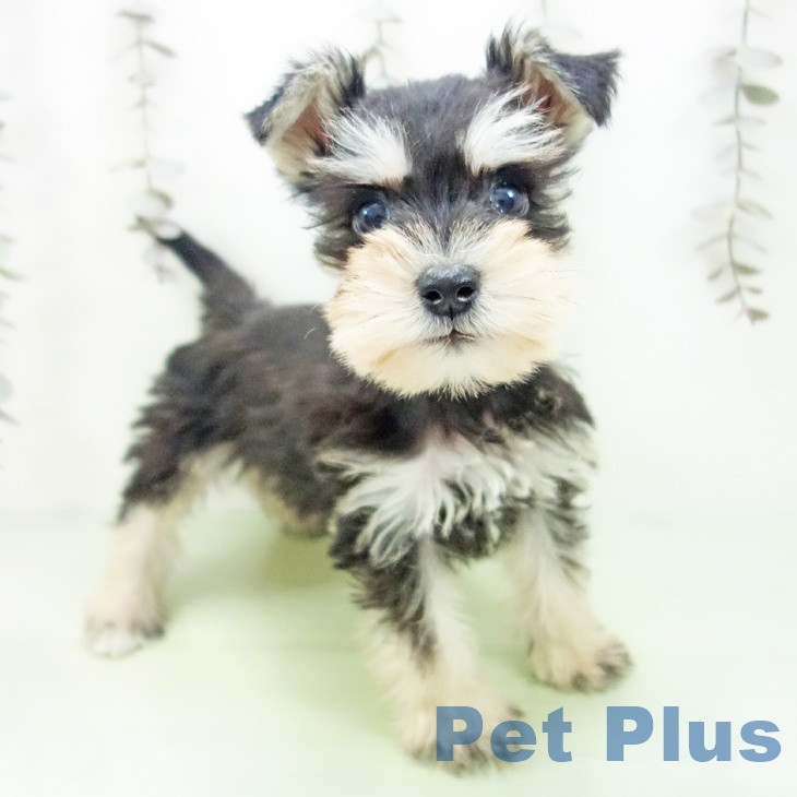 ミニチュア・シュナウザー