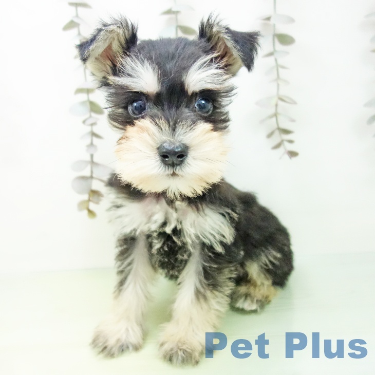 ミニチュア・シュナウザー