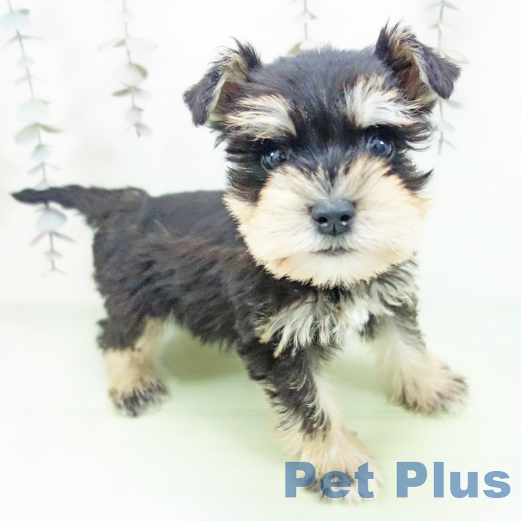 ミニチュア・シュナウザー