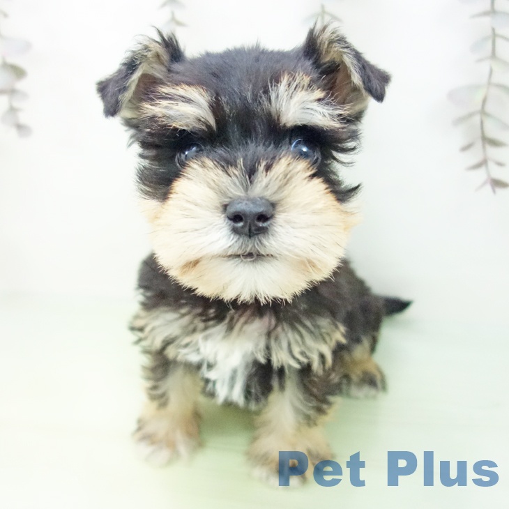 ミニチュア・シュナウザーの写真2