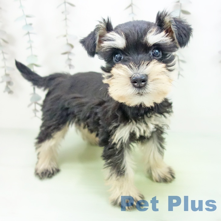 ミニチュア・シュナウザー