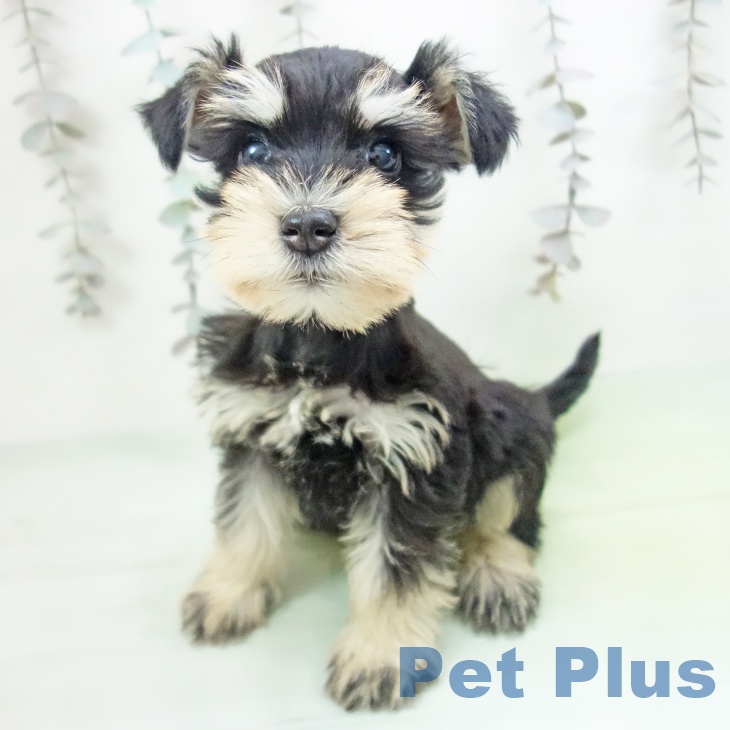 ミニチュア・シュナウザー