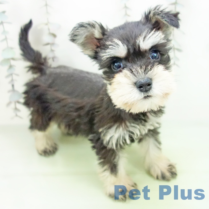 ミニチュア・シュナウザー