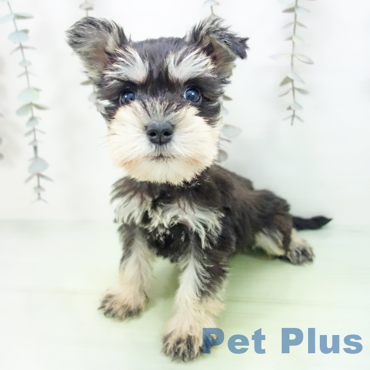 ミニチュア・シュナウザーの写真2