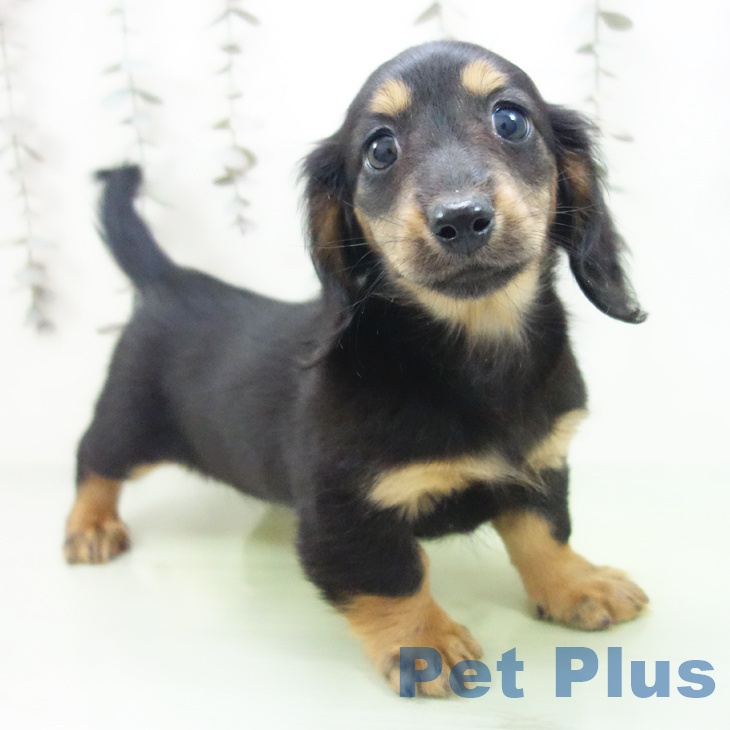 富山県のミニチュアダックスフンド(ロング) (ペットプラス 高岡店/2025年10月9日生まれ/女の子/ブラックタン)の子犬の1枚目の画像