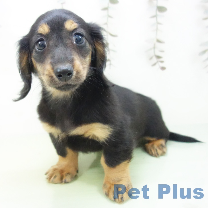 富山県のミニチュアダックスフンド(ロング) (ペットプラス 高岡店/2025年10月9日生まれ/女の子/ブラックタン)の子犬の2枚目の画像