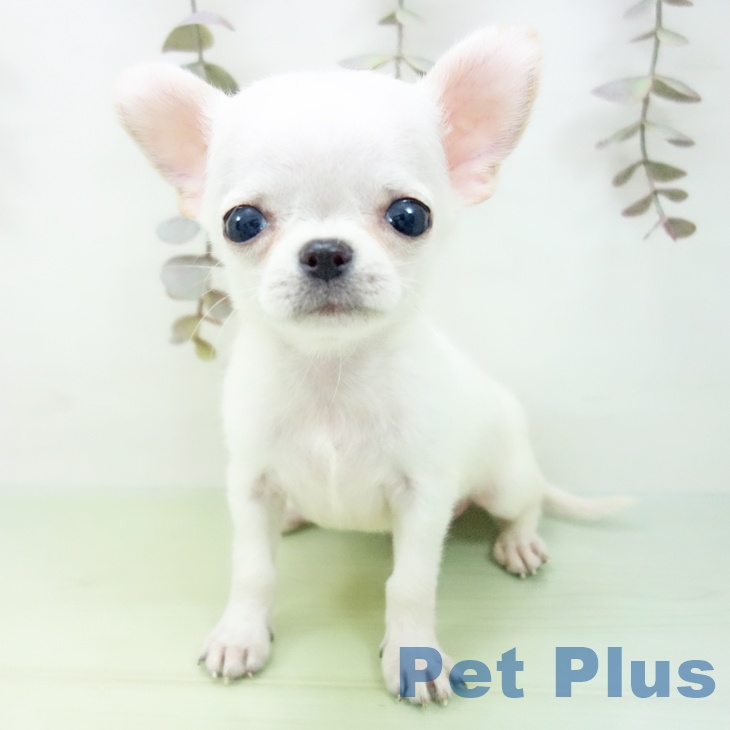 岐阜県のチワワ(ロング) (ペットプラス 各務原店/2025年10月12日生まれ/男の子/クリーム)の子犬の1枚目の画像