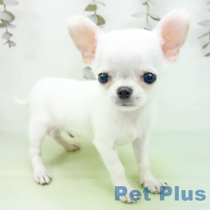 岐阜県のチワワ(ロング) (ペットプラス 各務原店/2025年10月12日生まれ/男の子/クリーム)の子犬の2枚目の画像