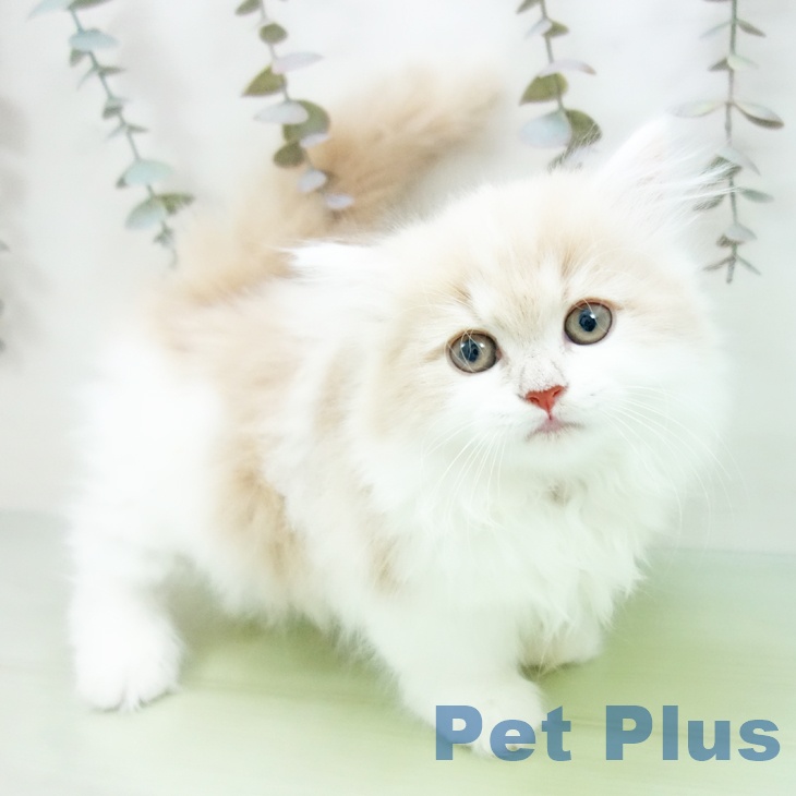愛知県のマンチカン (ペットプラス 岡崎店/2025年10月11日生まれ/女の子/クリームタビーホワイト)の子猫の1枚目の画像