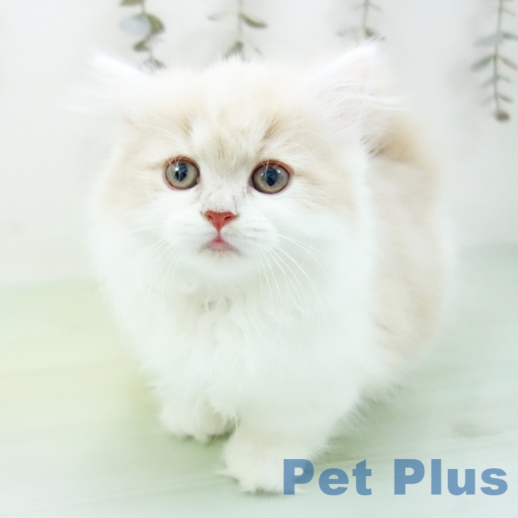 愛知県のマンチカン (ペットプラス 岡崎店/2025年10月11日生まれ/女の子/クリームタビーホワイト)の子猫の2枚目の画像