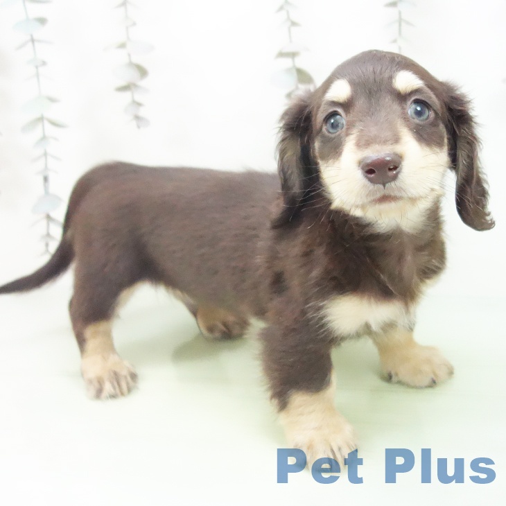 ミニチュア・ダックスフンド